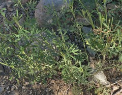 Hymenothrix wislizeni