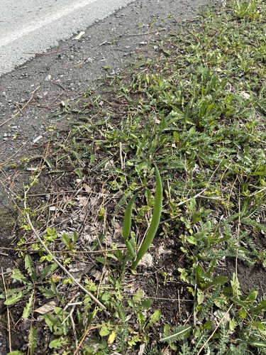Allium fistulosum