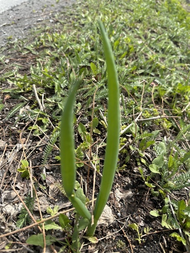 Allium fistulosum