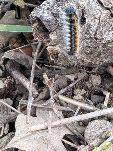 iNaturalist observation photo of Pacific Tent Caterpillar