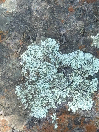 iNaturalist observation photo of Shield Lichens, Sunburst Lichens, Rosette Lichens, and Allies