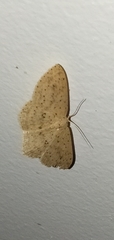 Cyclophora turneri