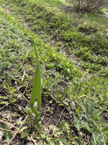Allium fistulosum