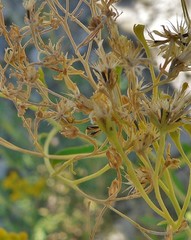 Hymenothrix wislizeni