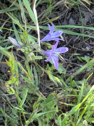 iNaturalist observation photo of Ithuriel's Spear