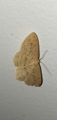 Cyclophora turneri