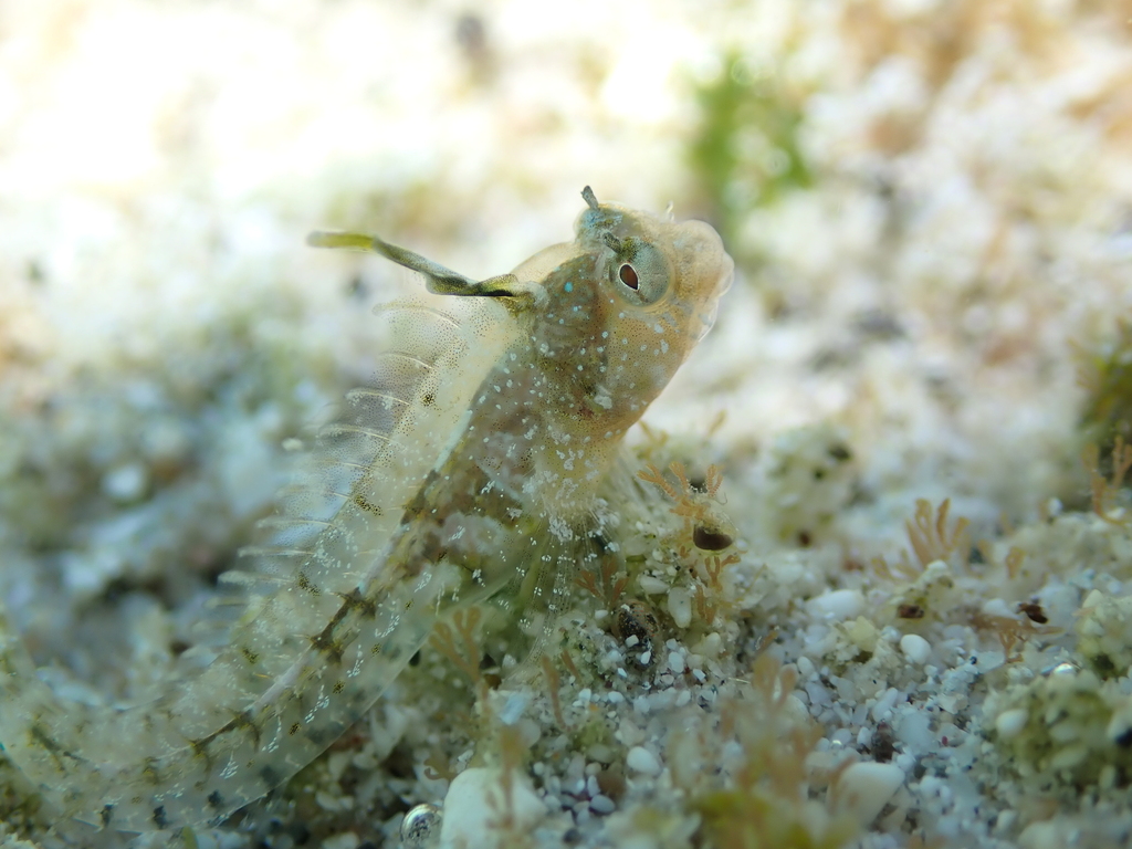 Spikefin blenny (Coralliozetus rosenblatti) — Chaenopsidae