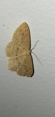 Cyclophora turneri