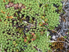 Gaultheria nubicola