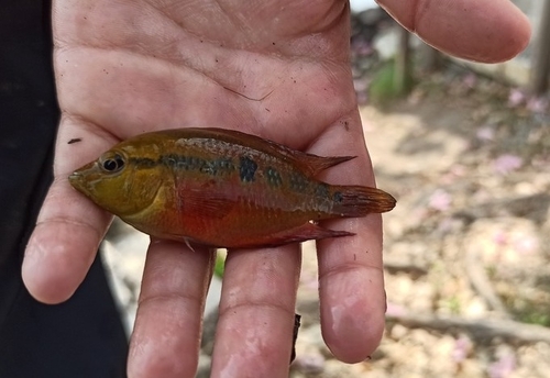 Yellow Belly Cichlid