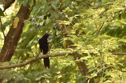 Great-tailed Grackle