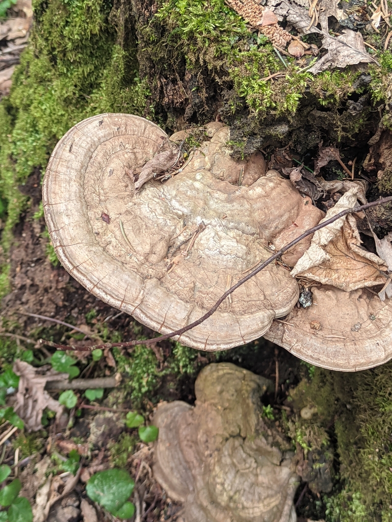 Ganoderma applanatum · May 2026 · photo: © naturalist57011 (iNaturalist, cc-by)