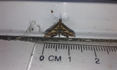 Diasemia grammalis