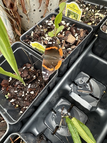 Red Admiral