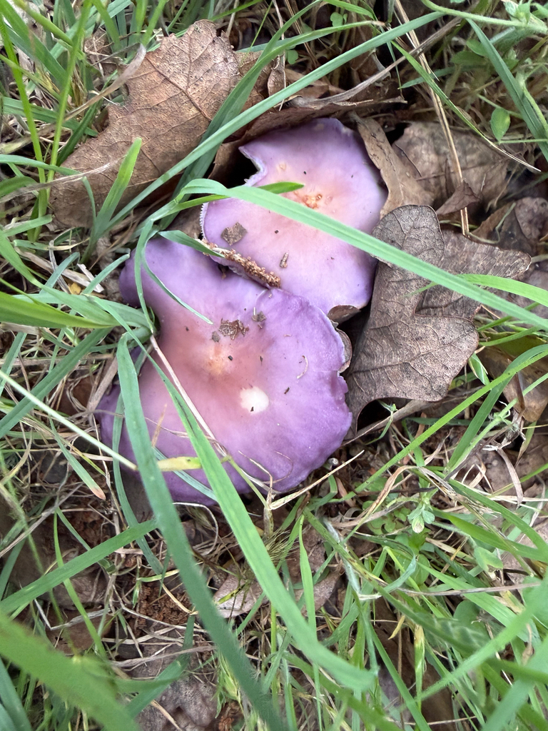 Collybia sordida · May 2026 · photo: © birdsandbugs27 (iNaturalist, cc-by)