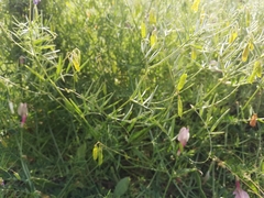 Vicia tetrasperma