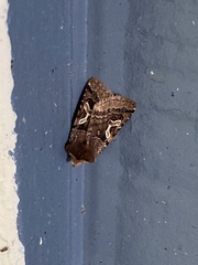 Cerastis enigmatica