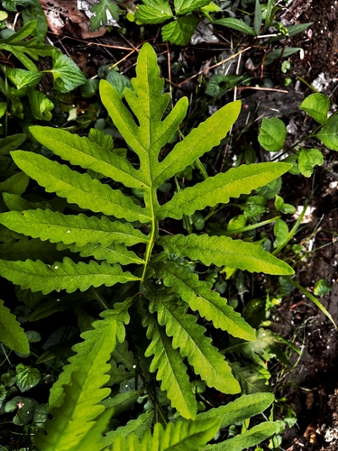 sensitive fern