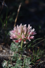 Trifolium macrocephalum