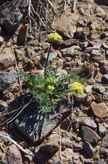 Lomatium austiniae