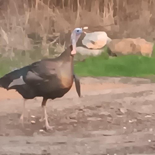 Wild Turkey