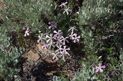 Phlox stansburyi