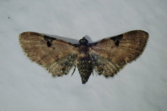Eupithecia subtilis