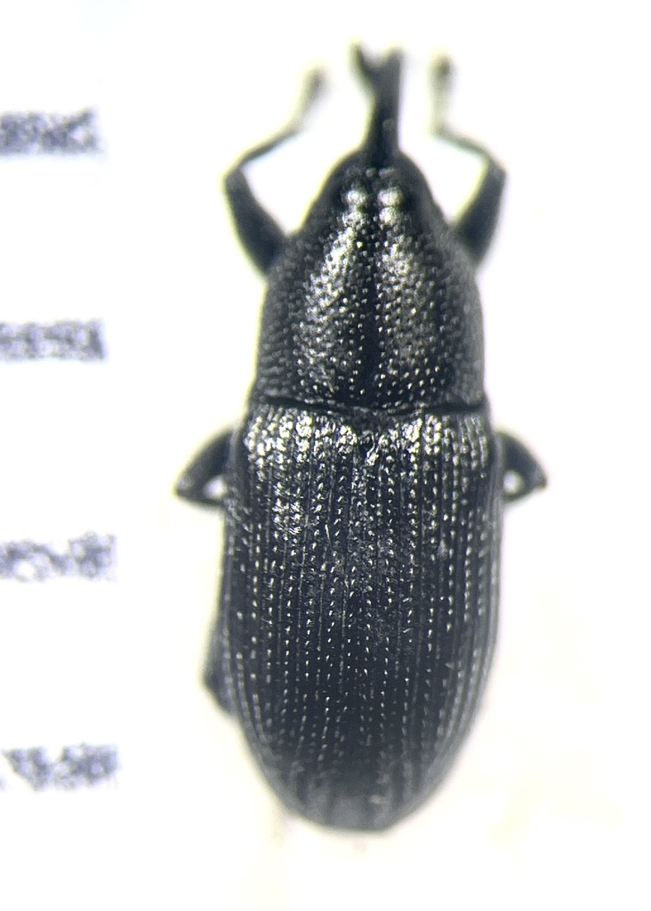 Sibariops confusus