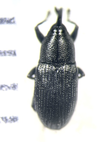Sibariops confusus