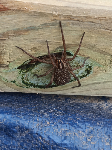 Dotted Wolf Spider