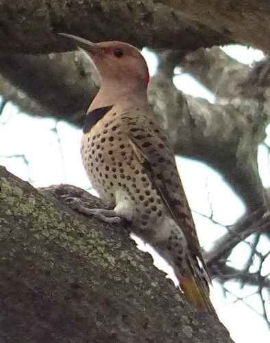 Northern Flicker