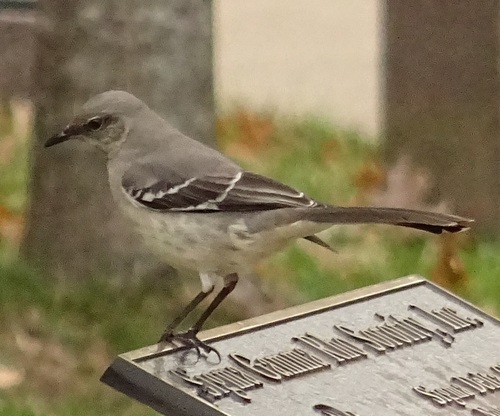 Northern Mockingbird