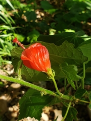 Malvaviscus arboreus drummondii