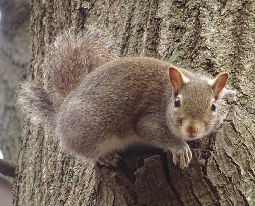 Eastern Gray Squirrel
