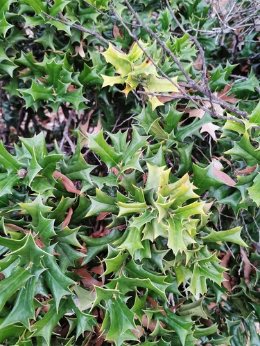 Chinese Holly
