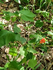 Malvaviscus arboreus drummondii