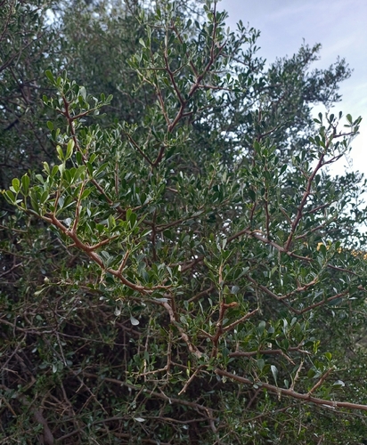 Thorn Currantrhus