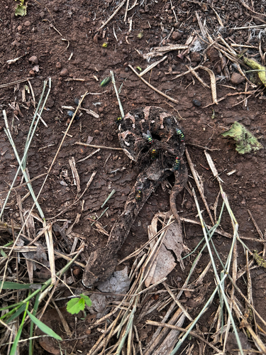 Puff Adder