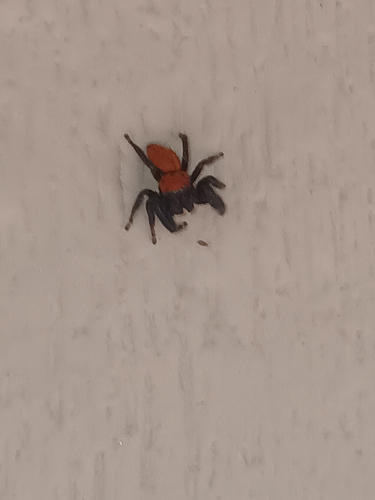 Cardinal Jumping Spider