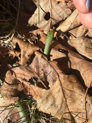 Smooth Greensnake