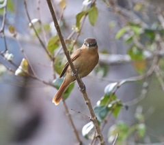 Pachyramphus castaneus