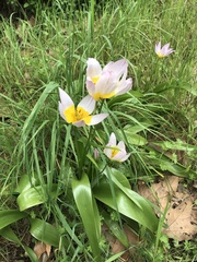 Tulipa saxatilis