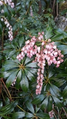 Pieris