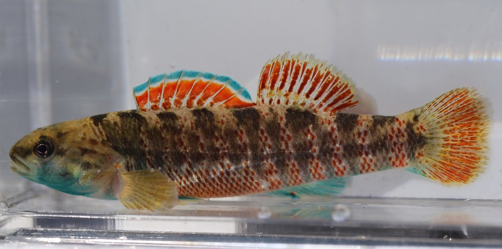 Greenthroat Darter