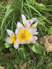 Tulipa saxatilis