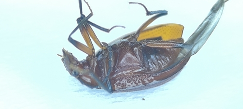 Pteroloma nigromontanum