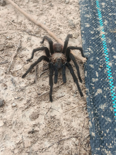 Texas Brown Tarantula
