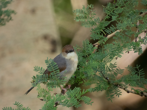 iNaturalist image