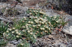 Antennaria dimorpha