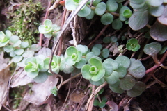 Sedum ternatum